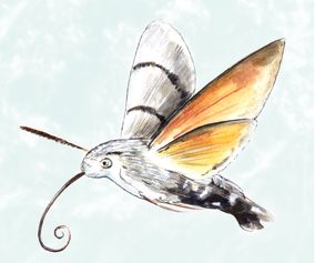 21. Hawk moth